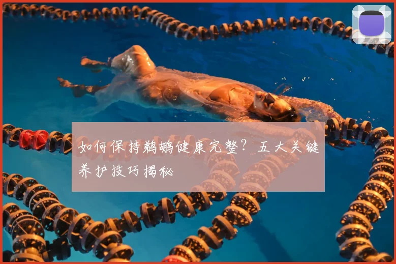 如何保持鹈鹕健康完整？五大关键养护技巧揭秘