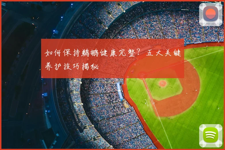 如何保持鹈鹕健康完整？五大关键养护技巧揭秘